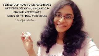 VERTEBRAE  PARTS amp DIFFERENTIATION  ANATOMY  SIMPLIFIED ✔ [upl. by Aihtenyc]