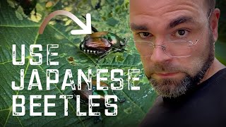 Best way to USE Japanese beetles [upl. by Elorac580]