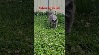 Maine coon or nebelung cat kitten catlover babypet viralvideo viralshorts viralyoutube [upl. by Annel]