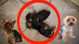 Meet Our NEWBORN Yorkies [upl. by Alinna]