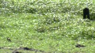 Mud Buddy 7000 on Lake Bistineau in Louisiana [upl. by Odetta]