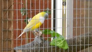 Gouldian Finches [upl. by Phaedra625]