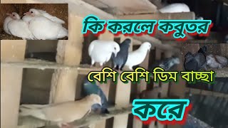 কি করলে কবুতরে বেশি বেশি ডিম বাচ্চা করে Mojahidvlog [upl. by Johnette]