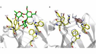 Difference Between Antigen and Antibody [upl. by Eetse241]