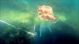 Spearfishing for Flatfish in North Wales  big Lobster caught [upl. by Jemma379]