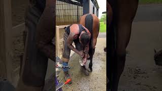 horse hoof hoofcleaning farming hooftrimming [upl. by Benedetta640]