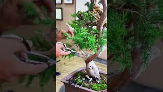 Bonsai tree care [upl. by Ayotna]