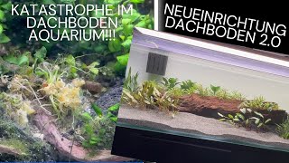 Probleme im Dachbodenaquarium  Neueinrichtung  einfaches Set Up für Corydoras und Parotocinclus [upl. by Agnot]