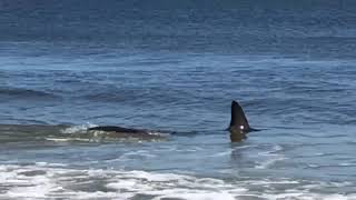 Ten foot Thresher shark in the surf at Pawleys Island SC [upl. by Annetta]