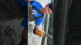 Harvest Geoduck to cook Congeeshorts geoduck washington outdoors food harvest cooking [upl. by Codel925]