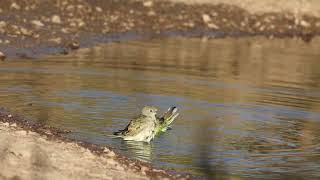 Red rumped Parrot 06022023 1 [upl. by Coumas]