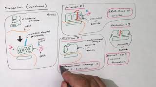 Macrolides and Ketolides [upl. by Anelyak]