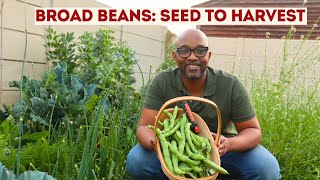 How to Grow Broad Beans Seed to Harvest Southern Hemisphere Guide [upl. by Tessie557]