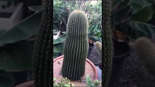 Most popular plants succulent varieties shorts ytshorts [upl. by Ave]