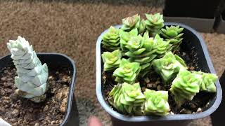 Crassula Collection Update and New Crassula Fantasy March 2020 [upl. by Laurianne]