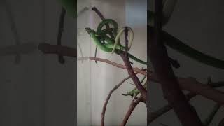 TWO TREE SNAKES TOGETHER 030324 ZOOLOGYTIMEwithLarry [upl. by Aracal]