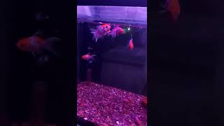 Goldfish  goldfish breeding shorts goldfish goldfishbreeding [upl. by Nina92]