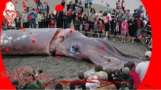 Cryptozoology  Giant Squid Caught On Tape  Real footage  Sightings TV Show  Dont Knock Twice [upl. by Rourke855]