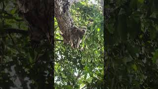 Wild Macaque Observing Nature from Tree Canopy A Glimpse into Primate Life [upl. by Artemla622]