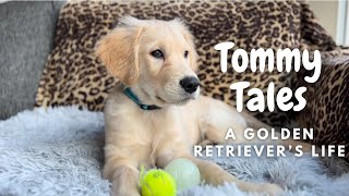 Tommy tales a golden retriever’s life  toys vet beach cuddles [upl. by Solracsiul223]