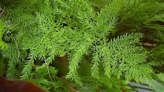 How to grow amp care Satavar Asparagus racemosus satavar shatavari or shatamull [upl. by Inama]