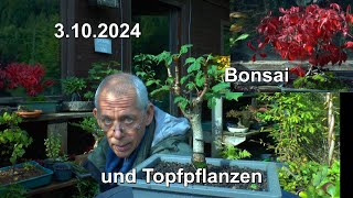 Bonsai und Garten Aktuelle Lage und neue Pflanzen [upl. by Hildegaard167]