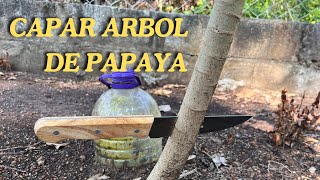 Como y para qué capar árbol de papaya haz que tu árbol de papaya dé muchos frutos [upl. by Neras]