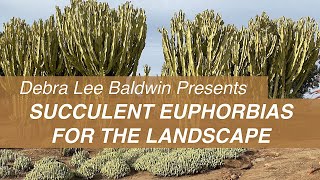 See Big Beautiful Succulent Euphorbias in Gardens amp Landscapes [upl. by Abita65]