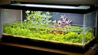 Ecosystem Paludarium  Riparium with Emergent Aquarium Plants Flood [upl. by Certie546]