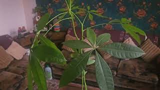 How to Grow And Care Money Tree Pachira equatica plant very beautiful indoor plant [upl. by Hyacinthie]