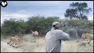 Amazing Video  How Do South African Hunters Deal With Thousands Of Lions With Rifles [upl. by Gambrell22]