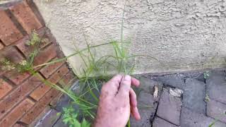 How to Remove Unwanted Nut Grass Rice Field Flat Sedge [upl. by Jocelyn385]