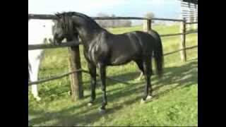 Black Arabian Stallion Kublaij [upl. by Kcirtapnaes212]