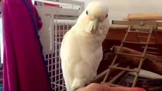 Arthur the angry goffins cockatoo goes into his cage [upl. by Yemaj975]