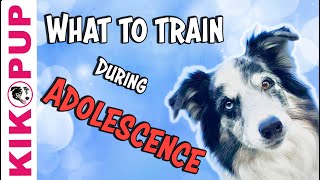 What to train during adolescence  Professional dog training [upl. by Domeniga827]