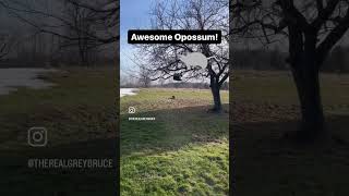 Awesome Opossum in Chatsworth Ontario opossum wildlife chatsworth [upl. by Aihsercal]