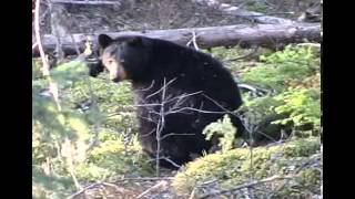 Alpine Outfitters Black Bear Hunting Outfitter  Guided Hunt OUTDOORSMAN Channel [upl. by Hamachi]