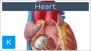 Anatomy of the Heart Ventricles Atria and Functions  Human Anatomy  Kenhub [upl. by Cappella]