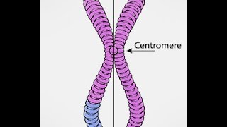 Chromosomes Vs Chromatids [upl. by Eiramlatsyrc741]