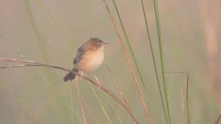 Golden headed Cisticola [upl. by Martel596]