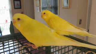 ♥ Happy Parakeets ♥ [upl. by Ecnar]