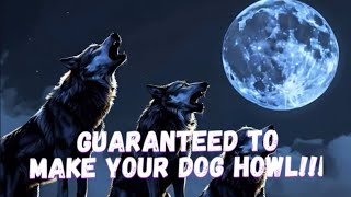 Coyotes and Dogs Howling at our Homestead  Guaranteed to make your dog howl [upl. by Dolli]