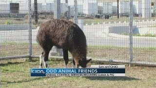 Peculiar pets taking up residency at San Antonio shelter [upl. by Annotahs]