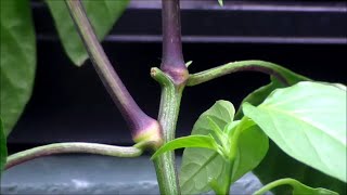 Planting Peppers VII  Air Pruning Method  Second Pruning [upl. by Layne]