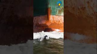 आखिर डॉल्फिन जहाज के आगे क्यों तैरती हैं🤔  Why do dolphins swim in front of ships facts science [upl. by Ewens]