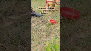 Four Checkered keelback snake released in Jungle🐍😱 checkeredkeelback armyloverytshorts savesnake [upl. by Lalad]