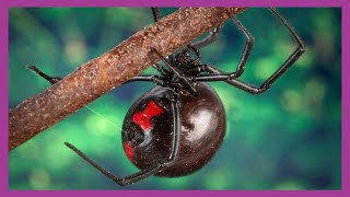 Southern Black Widow Spider Latrodectus mactans [upl. by Eiralam774]