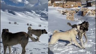 DOÇKA GİDİYOR AMA NEREYE  AZAP PİTON ANKETİ  KÜÇÜK AZAP BOĞUŞMAYI ÖĞRENİYOR [upl. by Lehsar]