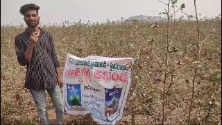 Avathar Amar Biotech Cotton Seeds K B Asifabad Dist Area [upl. by Ekoorb]