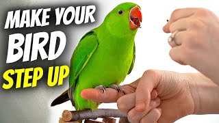 How to Make Your Bird Step Up [upl. by Reel]